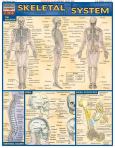 Skeletal System Quick Study