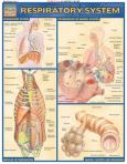 Respiratory System Quick Study 